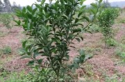 柑橘種植實用技術_青香桔如何管理種植