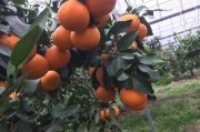 柑橘新貴紅美人種植技術_丑美人柑橘一畝種多少