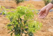 高配柑橘種植技術_耙耙柑的種植技術是什么