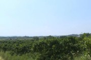 幾十畝柑橘種植技術_不同柑橘品種套種