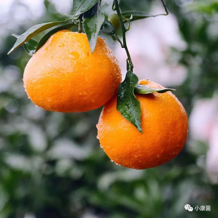 柑橘樹培植方法技術有哪些（柑橘栽培過程種關鍵技術 有哪些?）