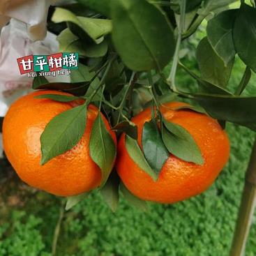 柑橘馥奇調香水好聞嗎（柑橘調香水特點）