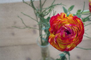 臍橙可以放冰箱保鮮嗎(臍橙可以冷藏嗎) 臍橙可以放冰箱保鮮嗎(臍橙可以冷藏嗎)