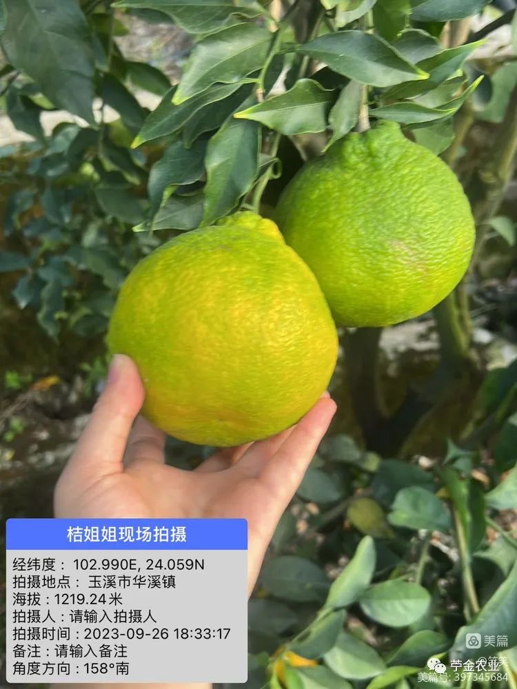 多吃沃柑會發胖嗎（多吃沃柑會變黃嗎）
