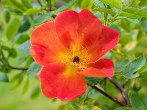 臍橙的生長環境和生長全過程(臍橙的生長環境和生長全過程視頻) 臍橙的生長環境和生長全過程(臍橙的生長環境和生長全過程視頻)