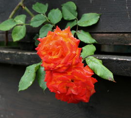 柑桔抗潰瘍病有哪些品種？高效防治與抗病品種特性解析