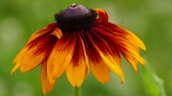 臍橙食用禁忌(臍橙食用禁忌) 臍橙食用禁忌(臍橙食用禁忌)