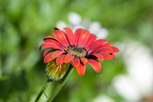 沃柑皮怎么做陳皮(沃柑皮做陳皮零食) 沃柑皮怎么做陳皮(沃柑皮做陳皮零食)