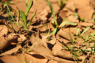 沃柑地里怎么拍照（沃柑地可以套種什么農作物）