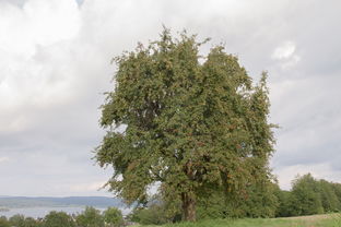 沃柑果樹如何修剪高產（沃柑樹怎樣修剪）