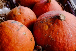 沙糖桔無病毒果苗出售(沙糖桔苗價格多少錢一棵)