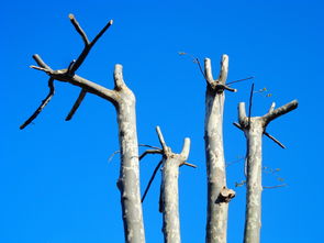 柑橘樹干病害有哪些(柑橘樹常見病害圖片)