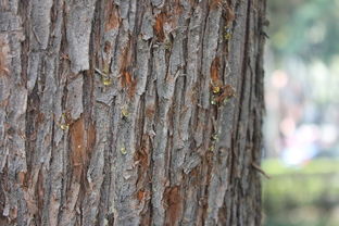 沃柑小樹有螞蟻怎么辦(沃柑樹有刺嗎圖片)