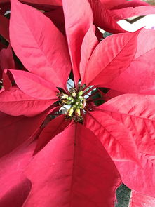 紅公主柑橘幾月份上市(紅公主花圖片)