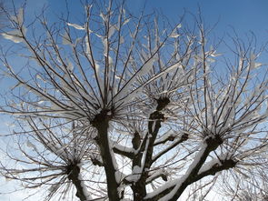 沃柑施冬肥怎么樣(沃柑什么時(shí)候下冬肥最適合視頻)