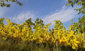 沃柑直接用種子種植會不會結果呢(沃柑的種子可以發芽嗎)