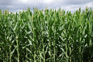 柑橘潰瘍病我國發生情況(柑橘潰瘍病綜合防治技術)