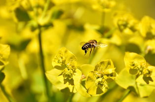 金桔葉子黃化怎么補救(金桔葉子黃,掉葉子這是為什么)