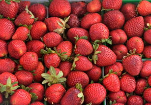 美人柑橘吃多上火嗎會(huì)怎么樣(紅美人柑上火嗎)