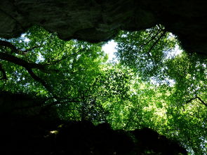 柑橘幼樹病蟲害管理(柑橘樹的病蟲與管理技術)