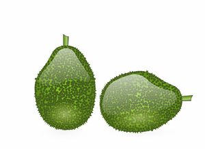 柑橘壯果肥施肥量多少合適(柑橘壯果肥施肥量多少合適呢)