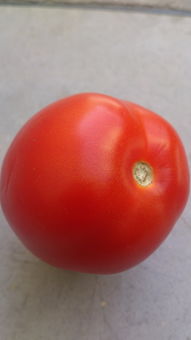 美人紅柑橘皇后哪里產地好（紅美人柑橘好吃不）