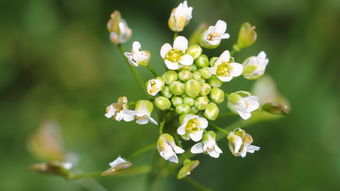 沃柑幾月成熟采摘好(沃柑幾月份)