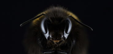 脆蜜金桔抗黃龍病嗎(脆蜜金桔種植前景)