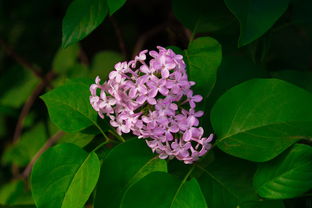 柑橘大量落果有什么藥(柑子落果是怎么回事)