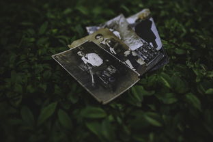 柑橘樹干病害圖譜圖片（柑橘樹常見病）