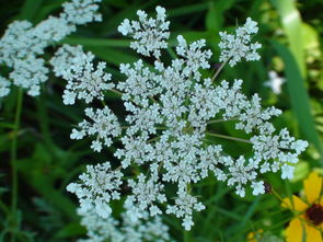 柑橘樹旺不開花怎么辦（柑橘樹旺不開花怎么辦視頻）