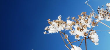 嫁接果樹技術教程柑橘（嫁接柑子樹怎么嫁接）