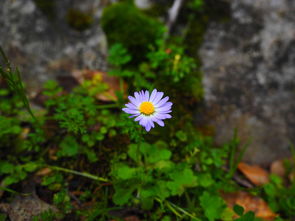 沙糖桔黃化怎么辦（沙糖桔發黃是什么原因）