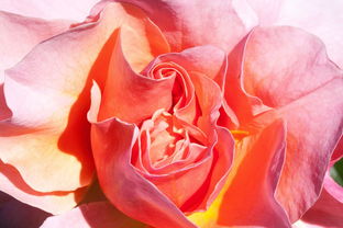 金桔怎么繁殖快(金桔怎么育種)