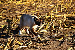 四季金桔可以吃嗎（四季金桔的養殖方法）