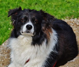 柑橘養(yǎng)根護(hù)根用什么藥好(柑橘養(yǎng)根護(hù)根用什么藥好一點(diǎn))