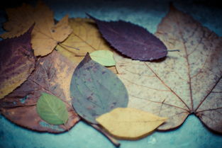 柑橘葉片發(fā)黃掉落什么病癥(柑橘樹葉片變黃缺什么)