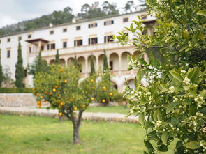 柑橘凍壞后葉子多久才掉(柑橘凍害后的處理辦法)