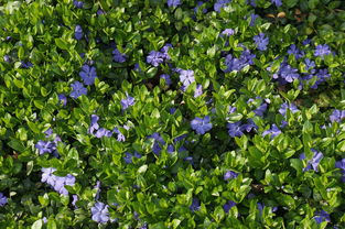 廣西柳州哪里有沙糖桔苗賣(廣西柳州砂糖橘價格)