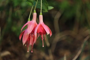 桔柚樹苗哪里品種好看(桔柚樹苗圖片)