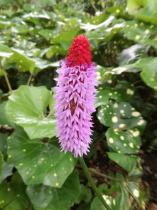 柑橘靠接法一般在幾月份進行(柑橘靠接新方法)