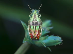 柑橘采摘前病害(柑橘采摘前病害及防治)