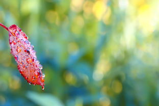 柑桔秋梢修剪技術（柑桔秋梢不轉綠怎么辦）