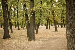 柑橘烏云一周說唱歌手完整版首曝：獨家揭秘未公開花絮與創作故事