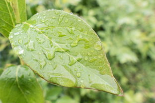 嘣脆柑橘樹苗耐寒嗎？揭秘其抗寒能力與北方種植適應(yīng)性