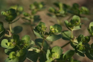 桂林全州沃柑4月份還可以修剪嗎（廣西沃柑什么時候結束）