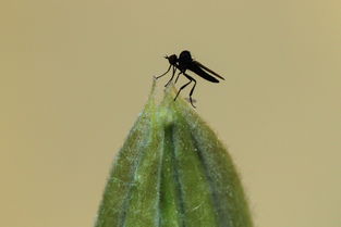 大普柑橘品種選育突破與高效種植技術(shù)解析