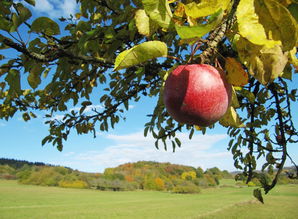 柑橘類紅蜘蛛病害圖片及防治措施(柑橘樹紅蜘蛛很多用什么農藥治打)