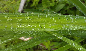 沃柑葉片肥害怎么辦（沃柑老葉發黃掉落是怎么回事）