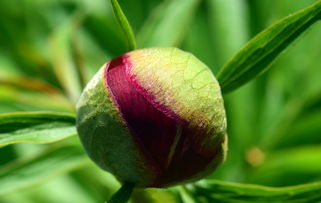 沃柑幾月份打藥好(沃柑幾月份施春肥)